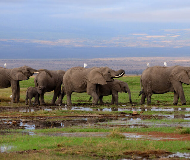 Amboseli National Park