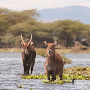 Lake Nakuru National Park