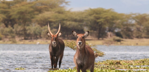 Lake Nakuru National Park