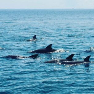 Kisite Mpunguti Marine Park