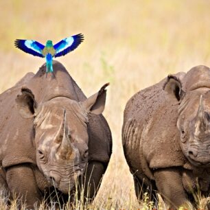 Ol Pejeta Wildlife Conservancy