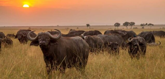 Meru National Park