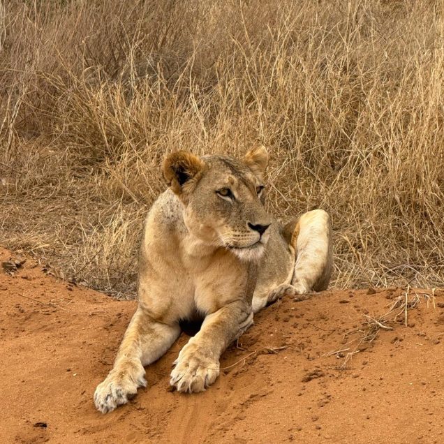 WhatsApp Image 2025-08-26 at 13.13.14(1)