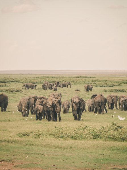 Elephant_herd_Gichmak_safaris_kenya